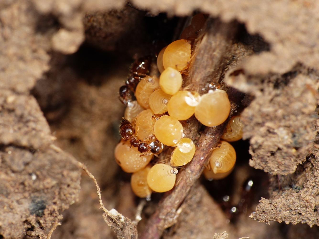 Crematogaster sordidula con afidi (Forda formicaria?)